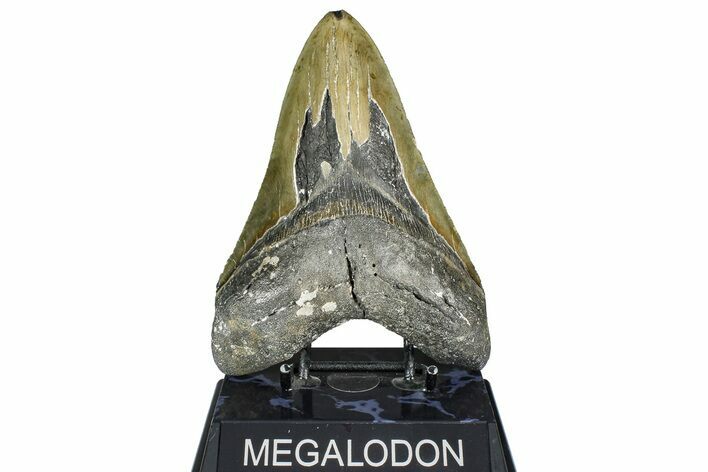 Serrated, Fossil Megalodon Tooth - North Carolina #363746
